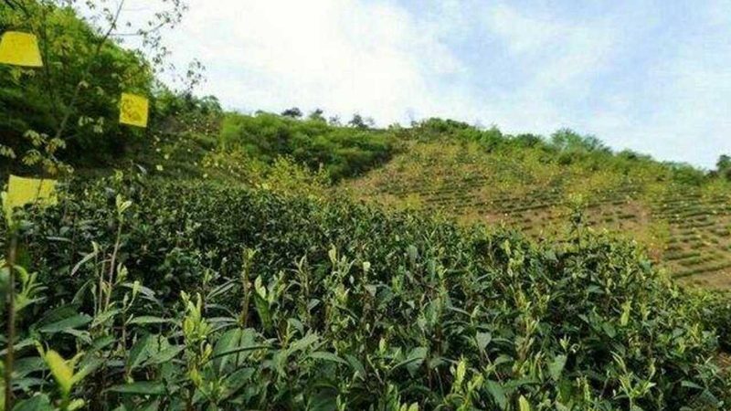 农村创业项目代理，如何把握关键条件？**