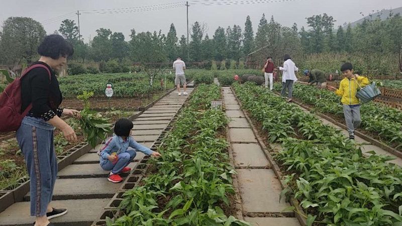 生物防治：农业生态平衡的守护者**