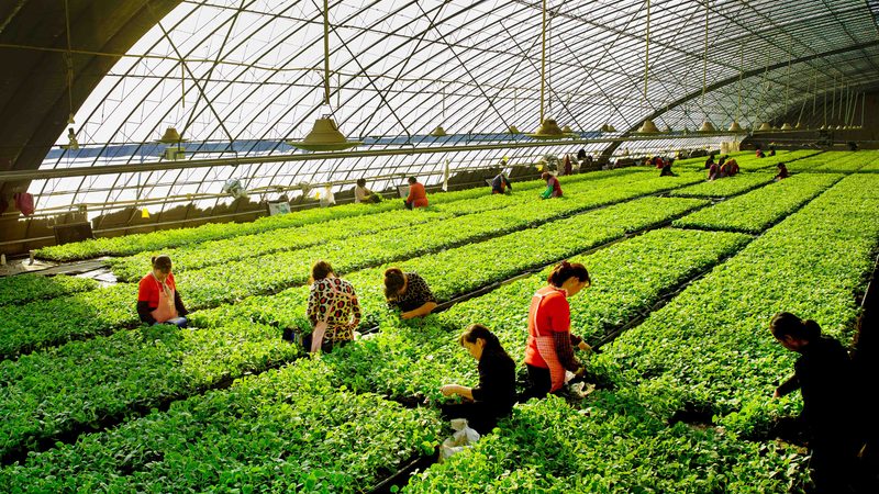 江西脐橙种植基地，如何挑选合适的代理？**
