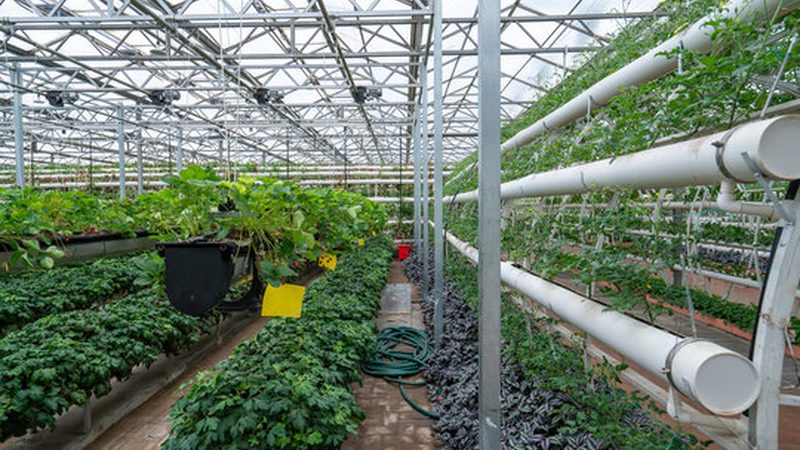 农业种植技术培训实操视频：提升种植技能的得力助手**