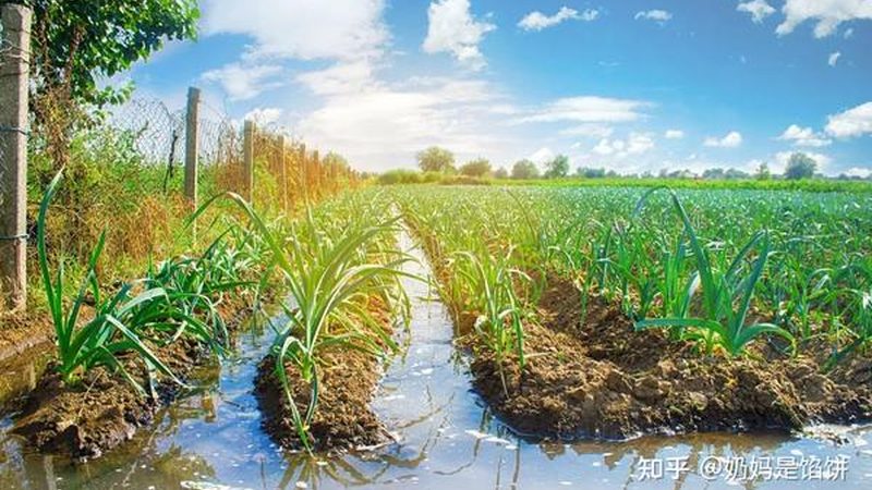 循环农业与生态农业：两重天的农业理念**