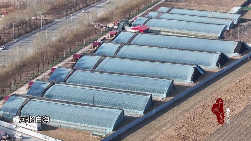 果蔬配送报价单格式：Word文档中的关键要素解析