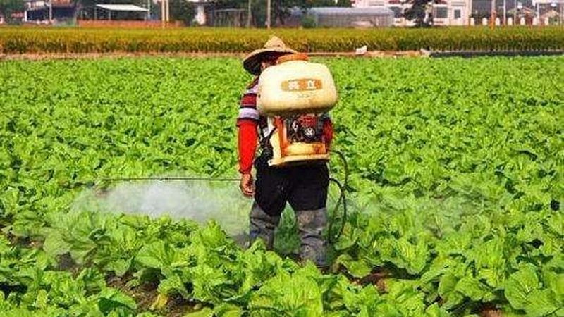 绿色食品加盟：揭秘成本构成与盈利前景
