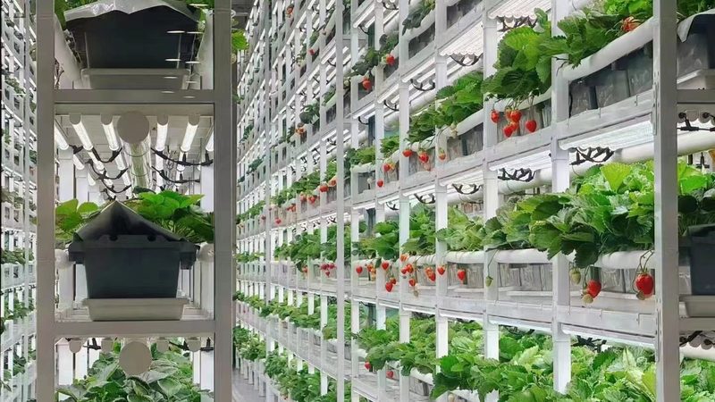 反季节水果，如何实现绿色高效种植？**